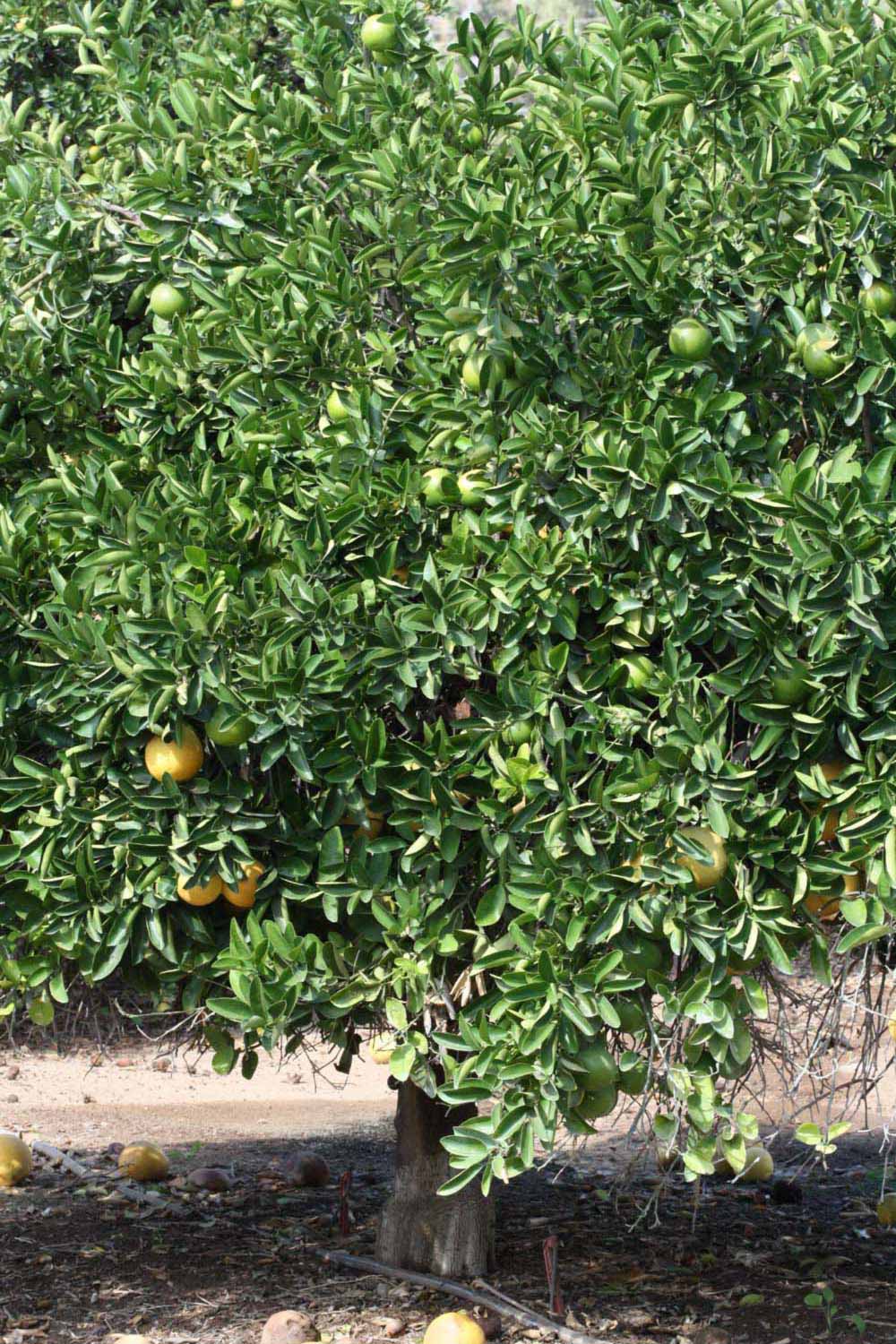            Habit (Riverside, CA)   